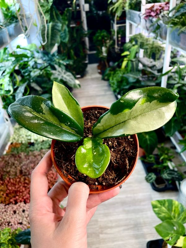 Hoya Silver Moon fi10