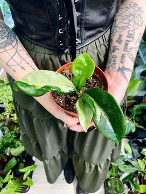 Hoya Silver Moon fi10