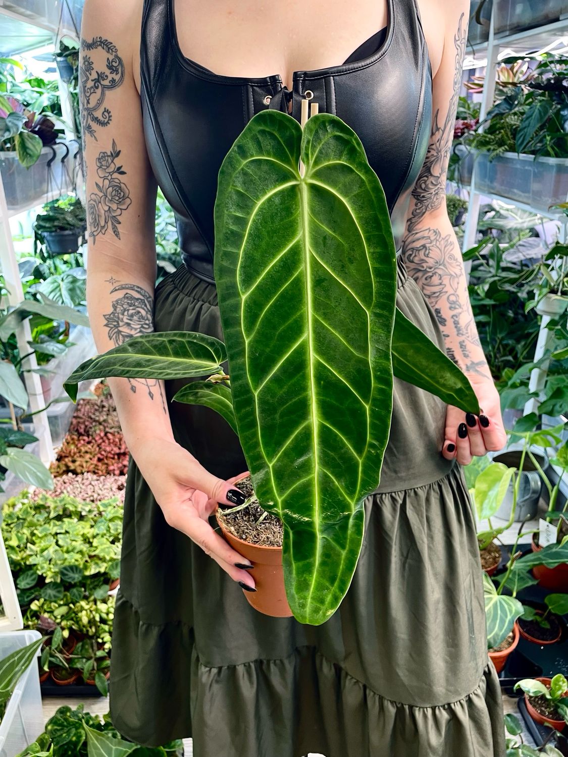 Anthurium Warocqueanum (Queen Anthurium) fi12
