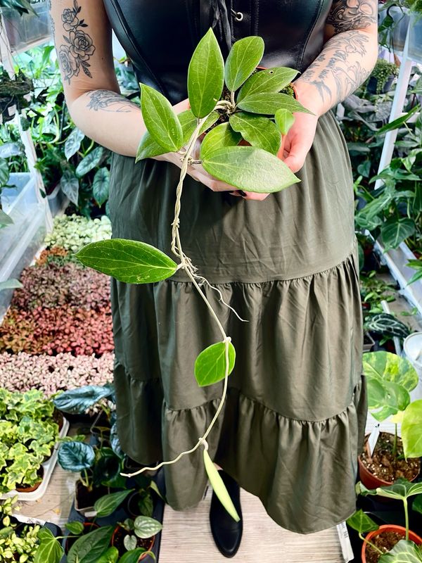 Hoya Nicholsoniae fi10