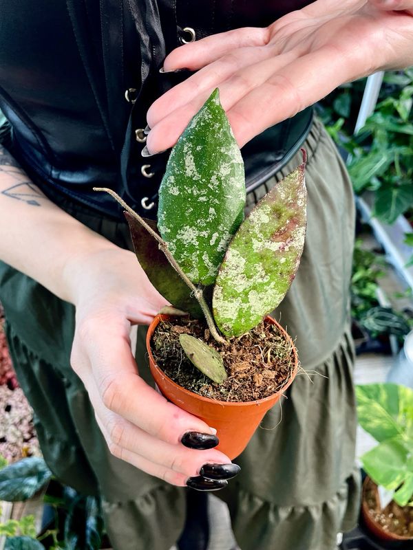 Hoya Caudata fi7