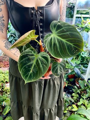 Philodendron el Choco Red fi12