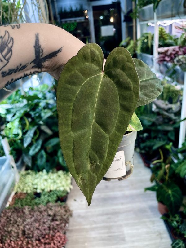 Anthurium Ace of Spades x Papillilaminum fi7