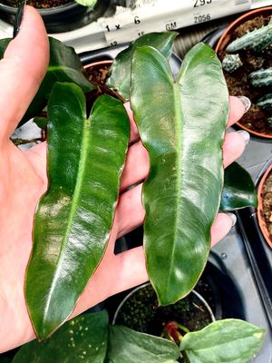 Philodendron Billietiae x Atabapoense fi7