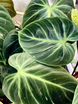 Philodendron el Choco Red fi12