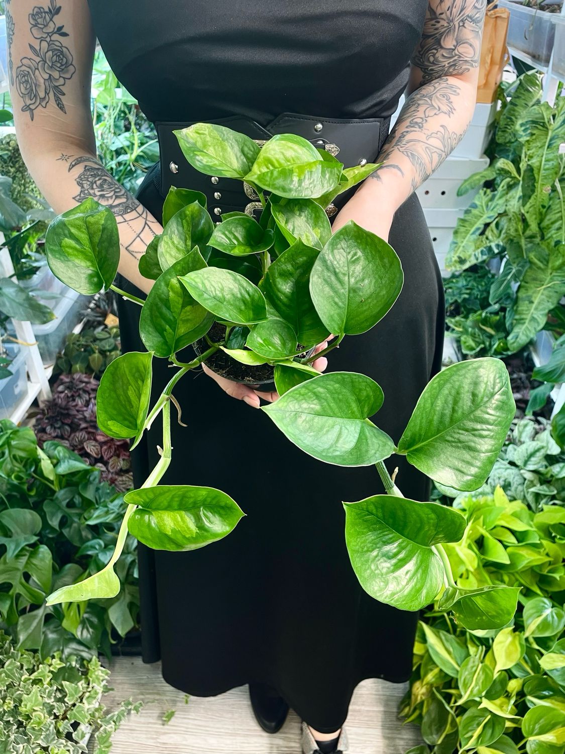 Epipremnum Global Green fi12