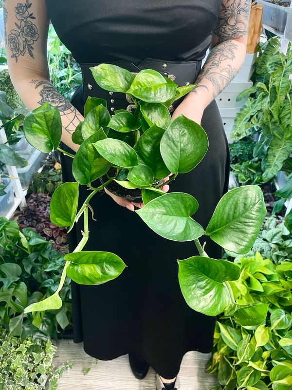 Epipremnum Global Green fi12