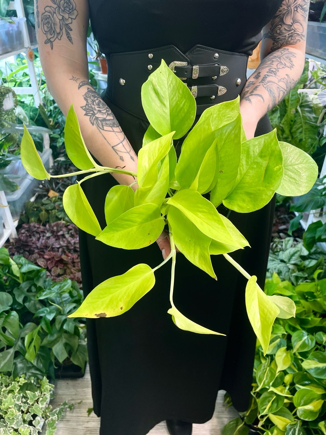 Epipremnum Lime fi12