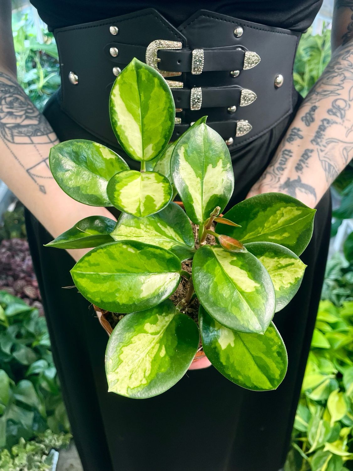 Hoya australis Lisa fi12
