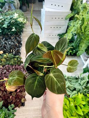 Philodendron Micans fi12