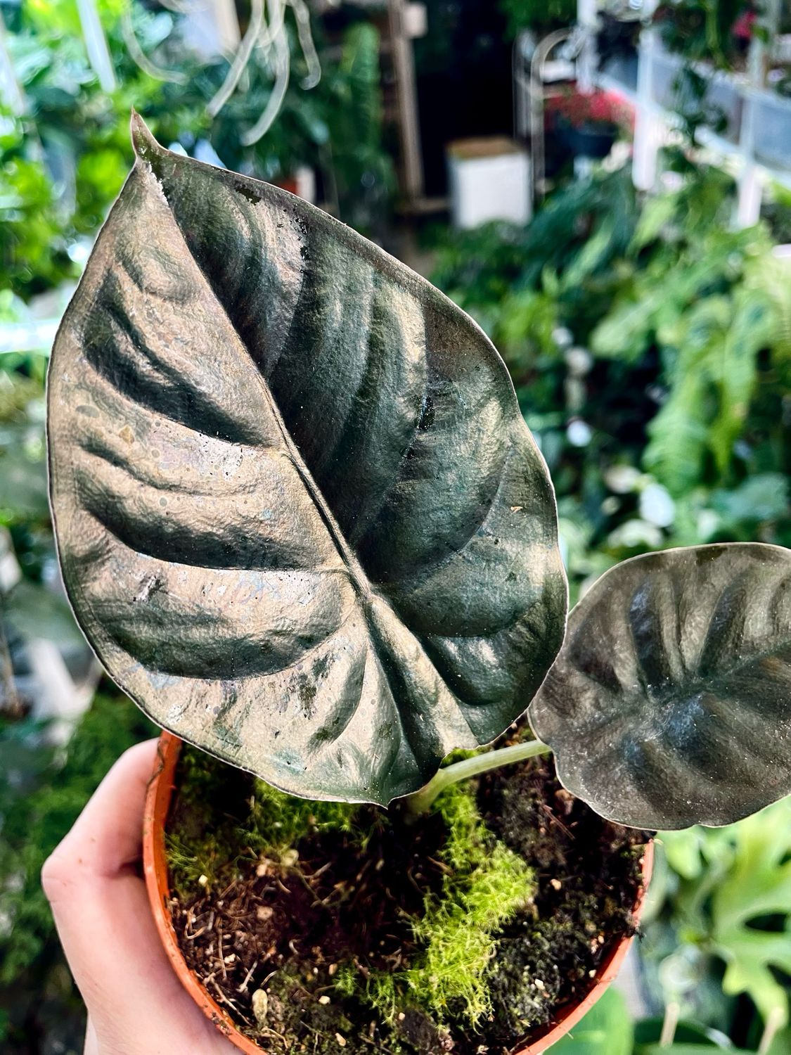 Alocasia Infernalis &#39;Black Magic&#39;