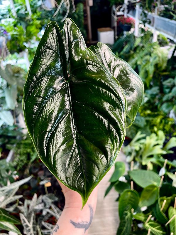 Alocasia Green Unicorn (Azlanii x Dragon Scale) 