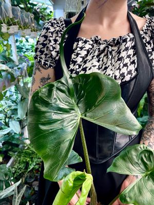 Alocasia macrorrhiza Stingray fi14