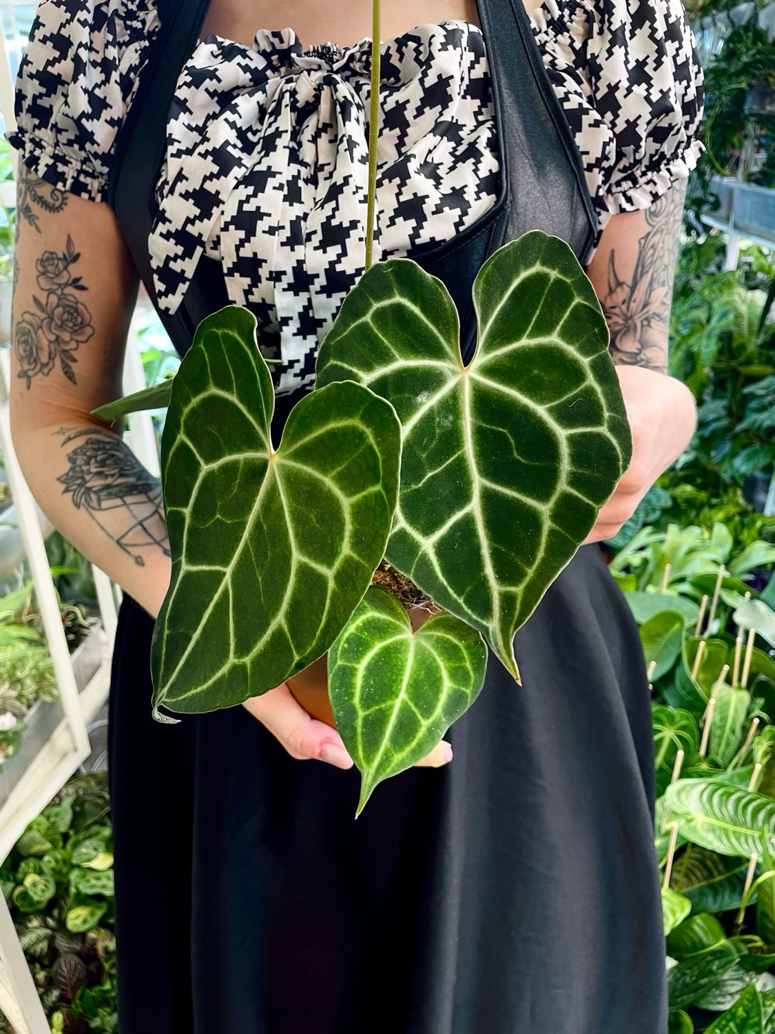 Anthurium Clarinervium fi12
