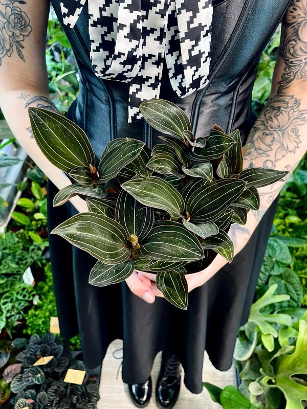 Ludisia Discolor jewel orchid (dragulj orhideja) fi12