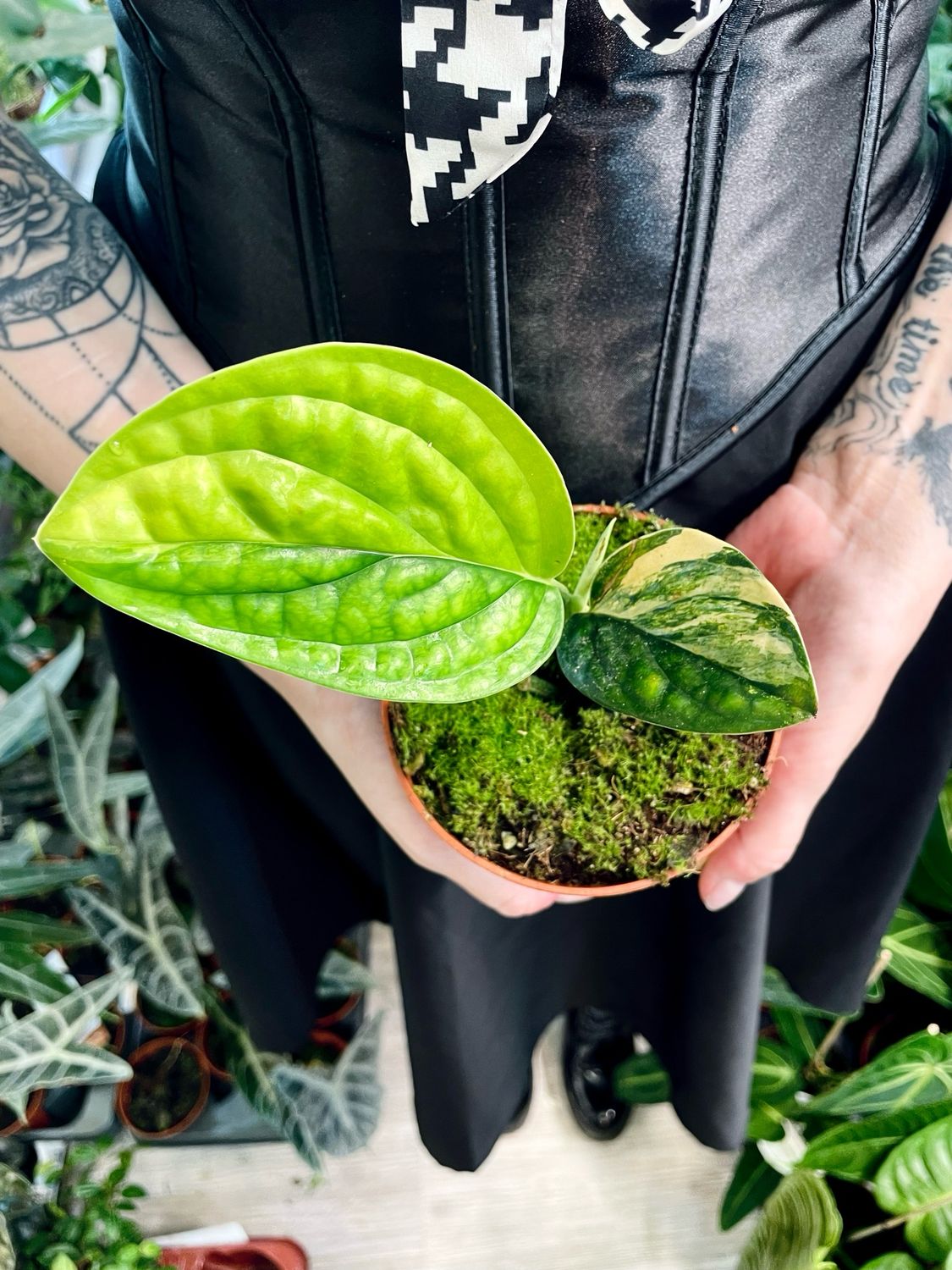Epipremnum Marble Planet variegata (Monstera Peru/Monstera Karstenianum) fi10
