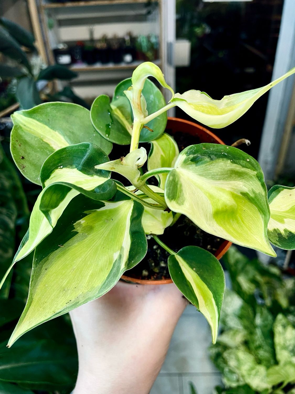 Philodendron cream splash fi10