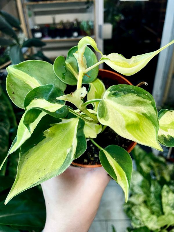 Philodendron cream splash fi10