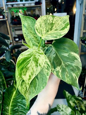 Philodendron hederaceum oxycardium variegata (fi10)