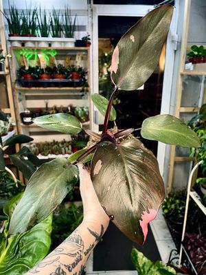 Philodendron pink princess fi12