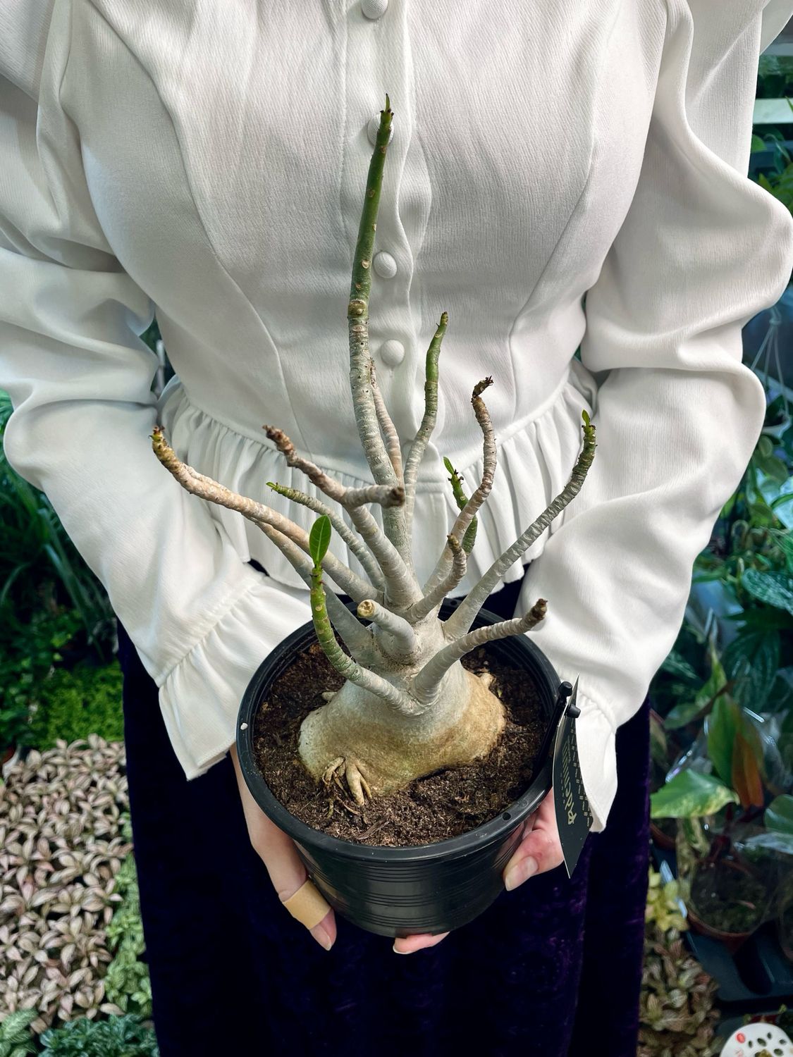 Adenium “Baobab” (Desert Rose)