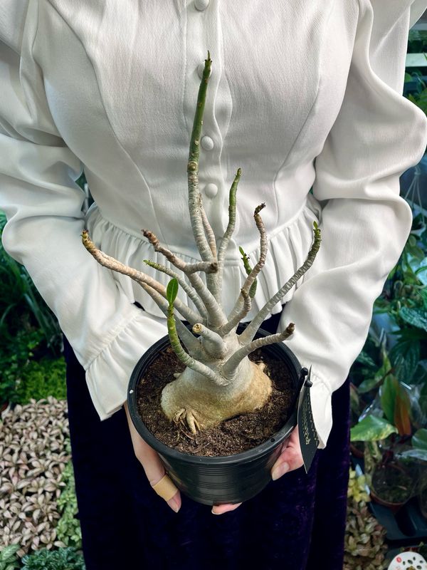 Adenium “Baobab” (Desert Rose)