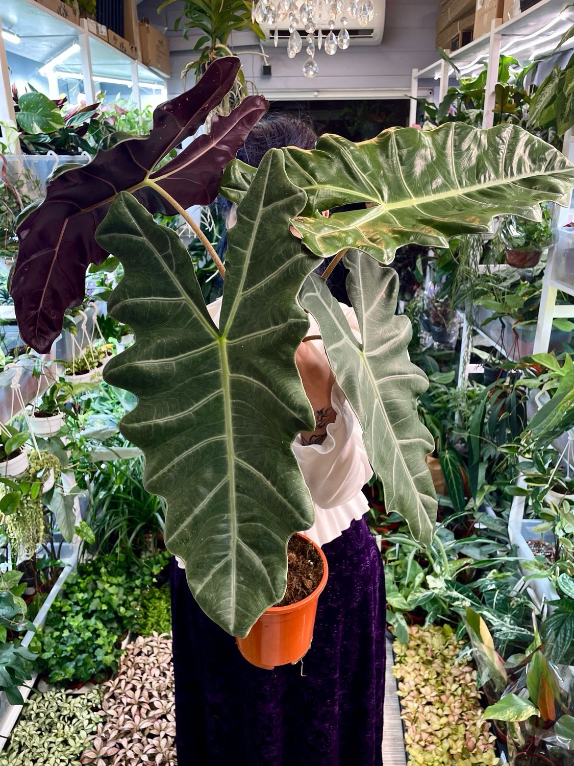 Alocasia Pseudo Sanderiana fi17