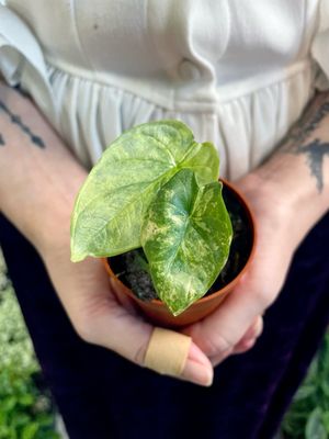 Alocasia Silver Dragon Variegata fi6