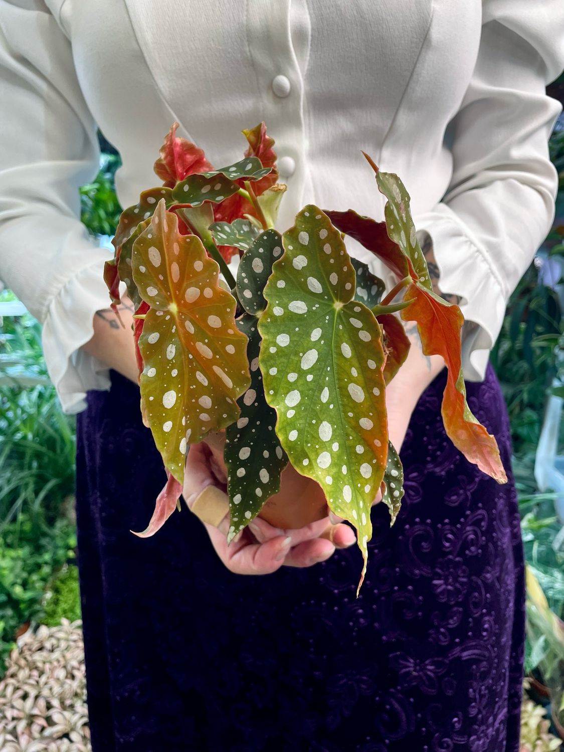 Begonia Maculata (točkasta begonija)