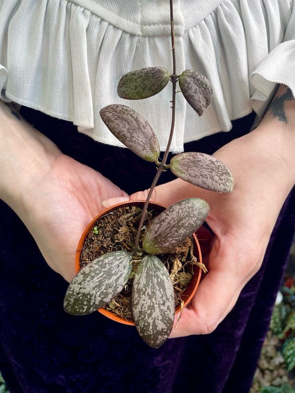 Hoya Sigillatis Silver fi7