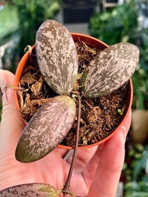 Hoya Sigitalis Silver fi7