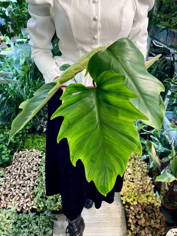 Philodendron Mayoi