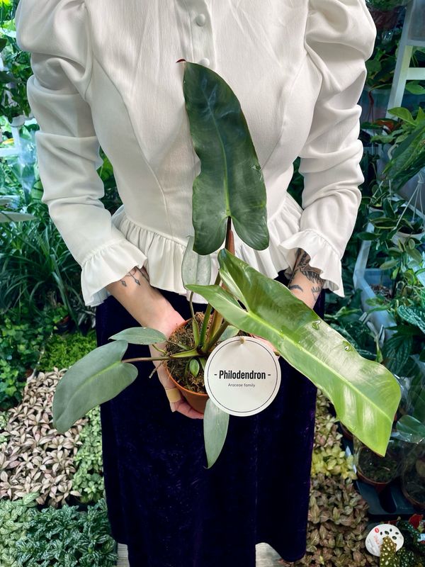 Philodendron Atabapoense