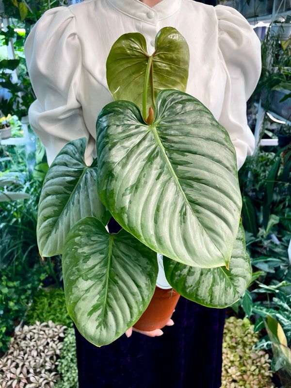 Philodendron Sodiroi