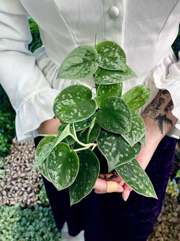 Scindapsus pictus Silvery Anne fi11