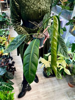 Philodendron Patriciae