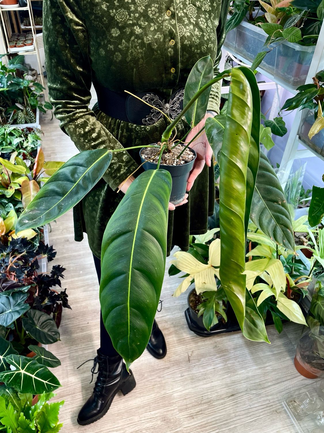 Philodendron Patriciae