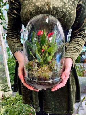 Anthurium terarij red