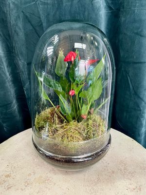 Anthurium terarij red