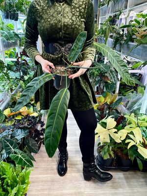 Philodendron Patriciae
