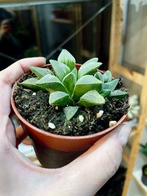 Haworthia retusa white fi8