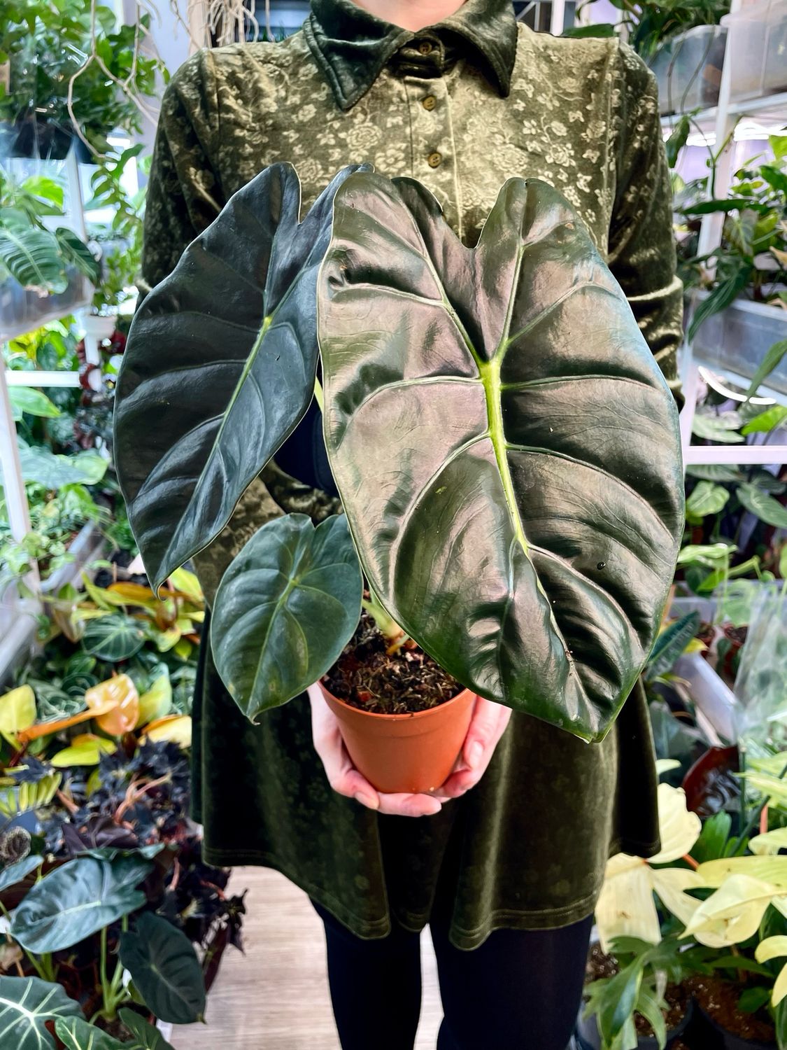 Alocasia golden bone fi12