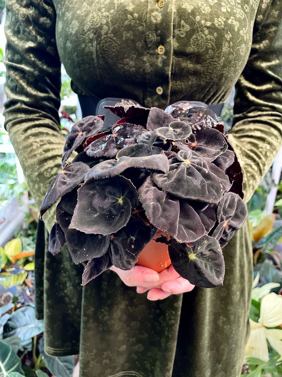 Begonia rex magic conga fi12