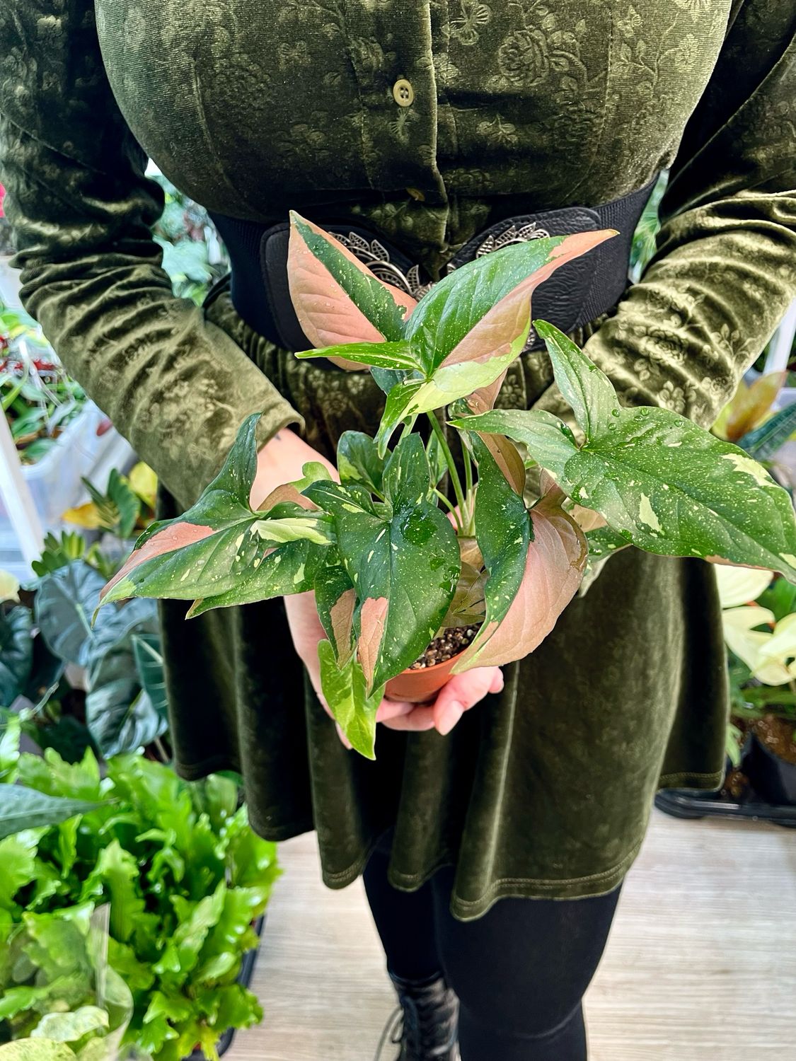 Syngonium Red Spot Tricolor 