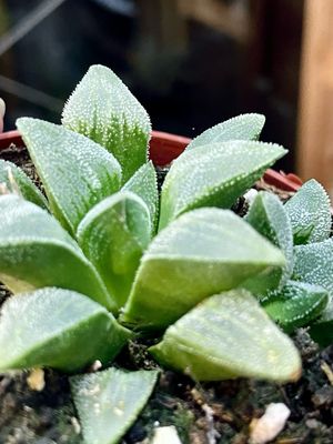 Haworthia retusa white fi8