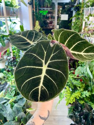 Alocasia reginula 'Black Velvet' fi12