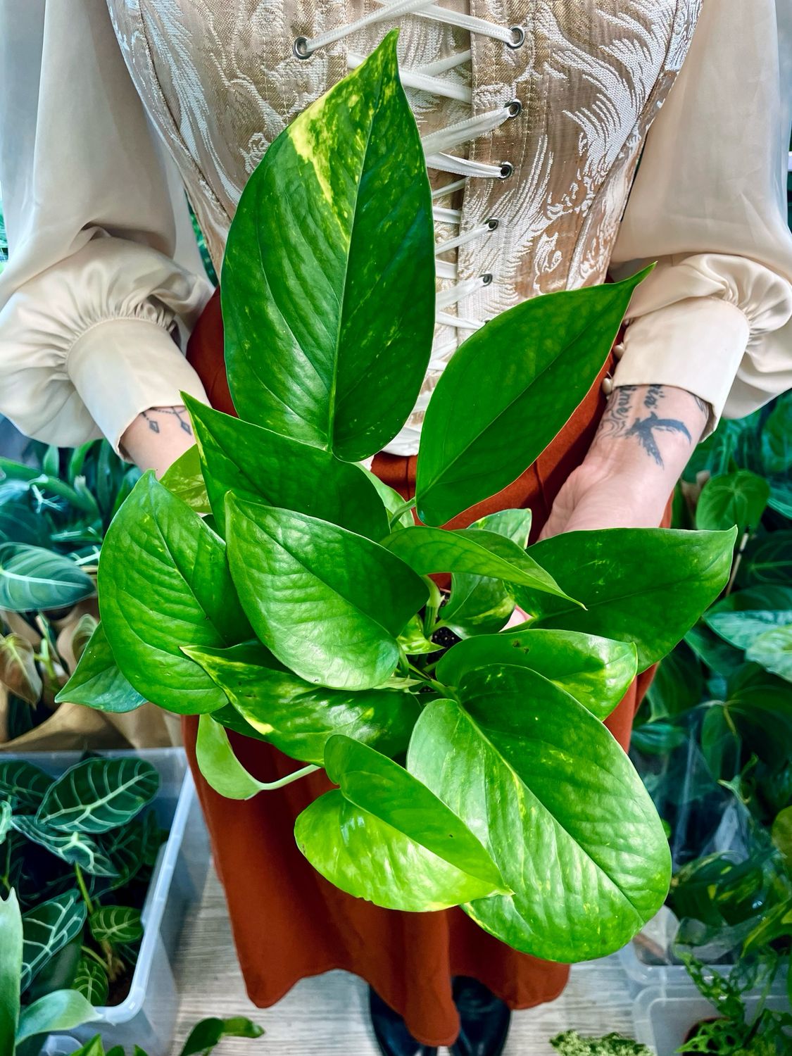 Epipremnum Hawaiian (divovski Havajski pothos) fi12
