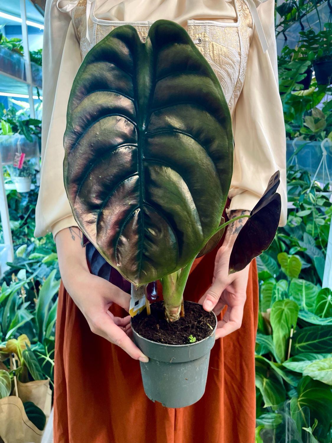 Alocasia Cuprea