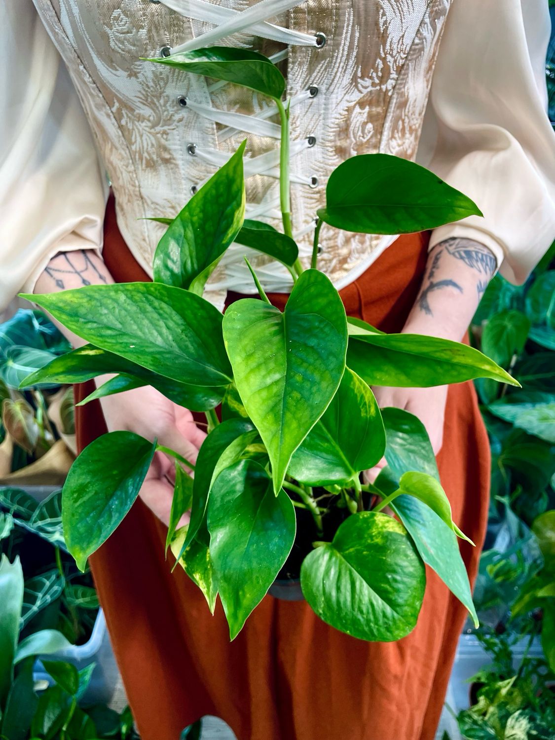 Epipremnum Aureum &#39;Golden Pothos&#39; (Zlatni Puzavac) fi12