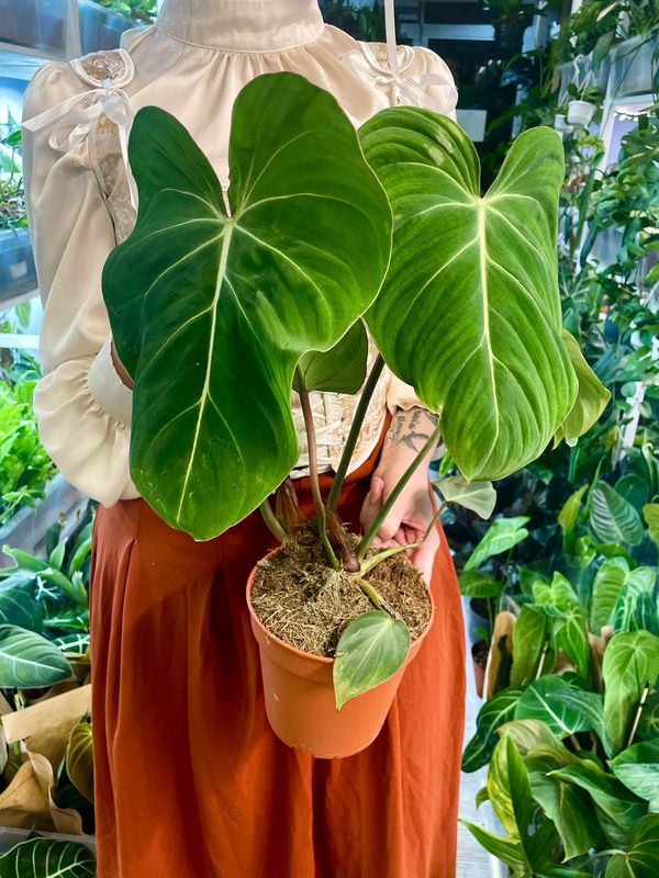 Philodendron Gloriosum